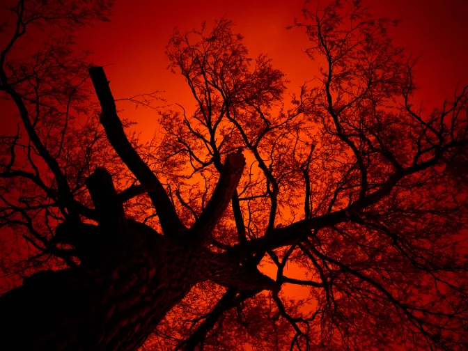 Silhouette of bare tree branches against a vivid red-orange sky, eerie and dramatic